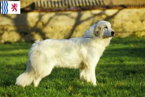 Read more about the article Pyrenean Mountain Dog breeders and puppies in Nouvelle-Aquitaine