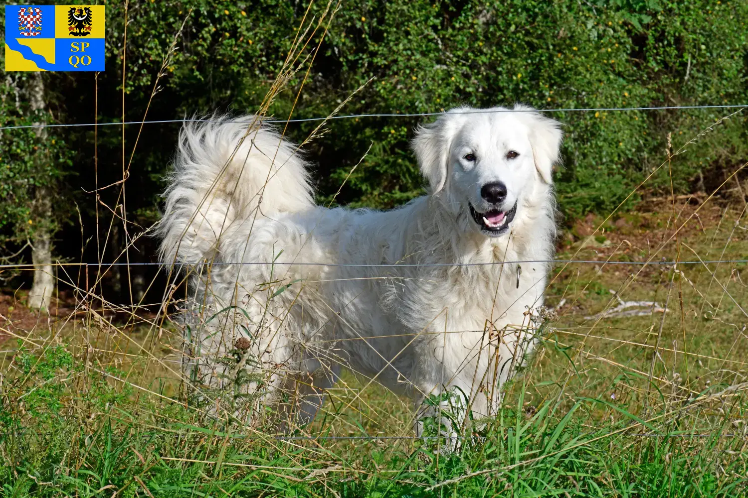 Read more about the article Pyrenean Mountain Dog breeder and puppies in Olomouc