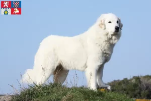 Read more about the article Pyrenean Mountain Dog breeder and puppies in Pardubice