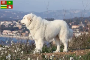 Read more about the article Pyrenean Mountain Dog breeder and puppies in Pilsen