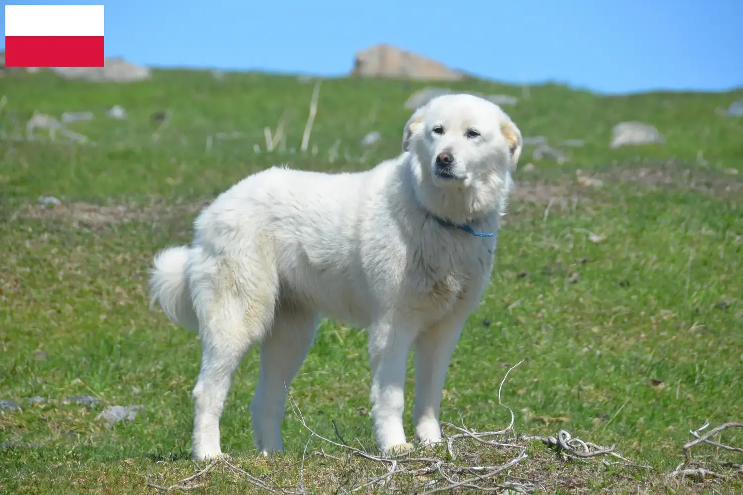 Read more about the article Pyrenean Mountain Dog breeders and puppies in Poland