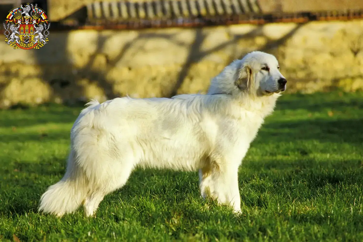 Read more about the article Pyrenean Mountain Dog Breeder and Puppies in Prague