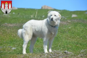 Read more about the article Pyrenean Mountain Dog breeders and puppies in Salzburg