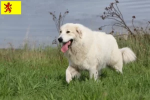 Read more about the article Pyrenean Mountain Dog breeders and puppies in South Holland