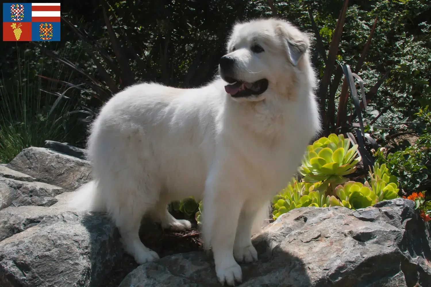 Read more about the article Pyrenean Mountain Dog breeders and puppies in South Moravia