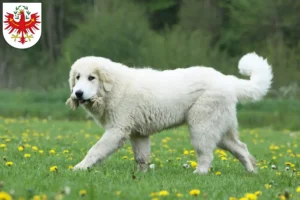 Read more about the article Pyrenean Mountain Dog breeders and puppies in Tyrol