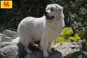 Read more about the article Pyrenean Mountain Dog breeders and puppies in Walloon Region