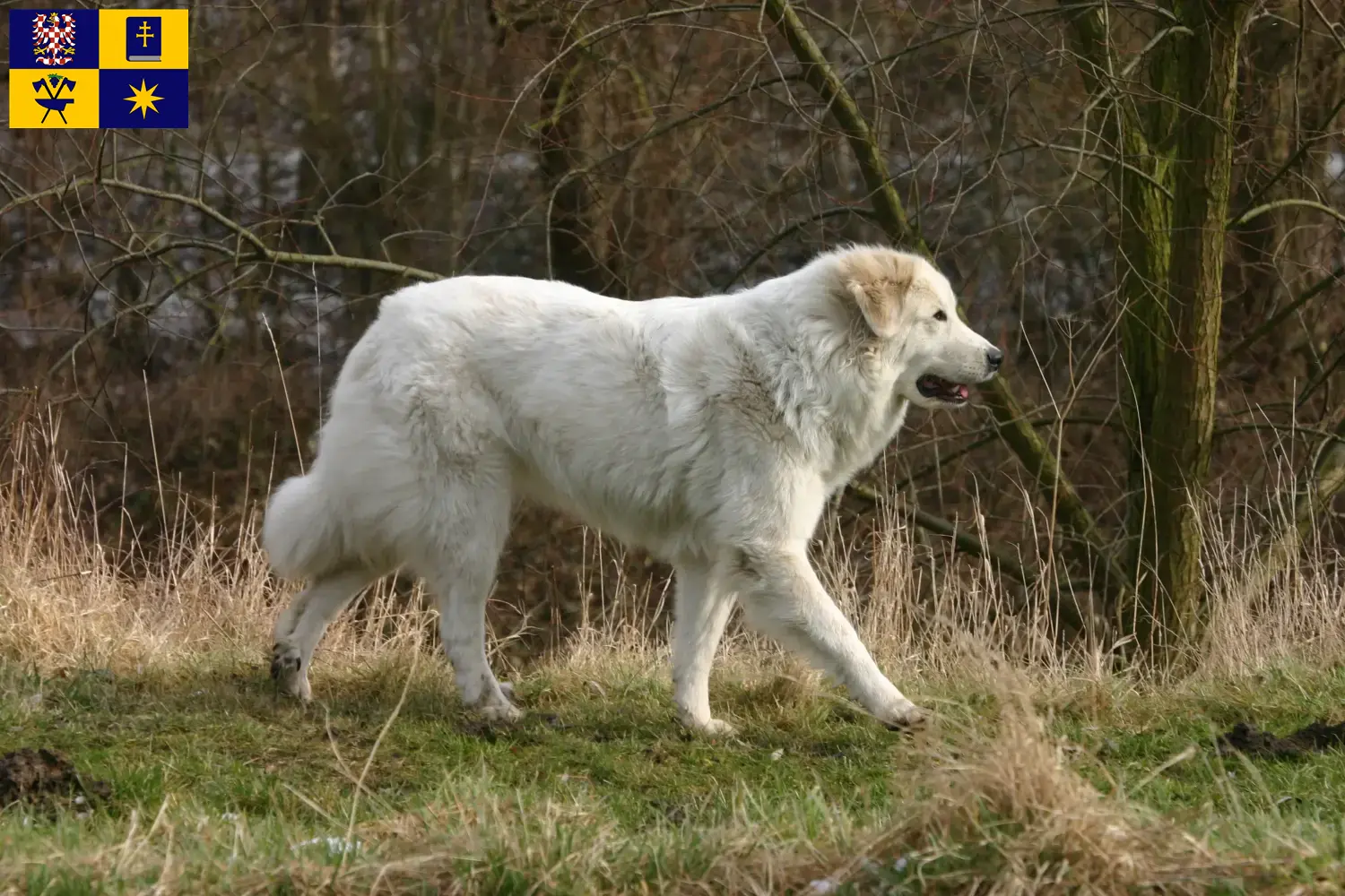Read more about the article Pyrenean Mountain Dog breeders and puppies in Zlín