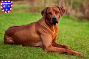 Read more about the article Rhodesian Ridgeback breeders and puppies in Centre-Val de Loire