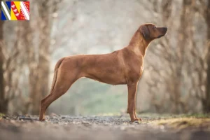 Read more about the article Rhodesian Ridgeback breeders and puppies in Grand Est