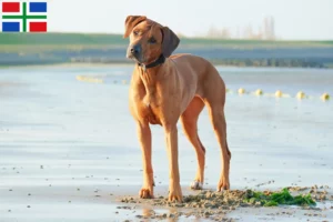 Read more about the article Rhodesian Ridgeback breeders and puppies in Groningen