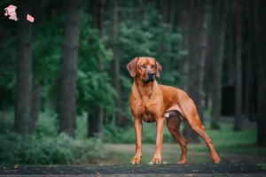 Read more about the article Rhodesian Ridgeback breeder and puppies in Hovedstaden