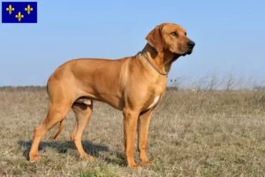 Read more about the article Rhodesian Ridgeback breeders and puppies in Île-de-France