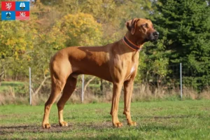 Read more about the article Rhodesian Ridgeback breeder and puppies in Karlsbad