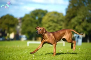 Read more about the article Rhodesian Ridgeback breeders and puppies in Nordjylland