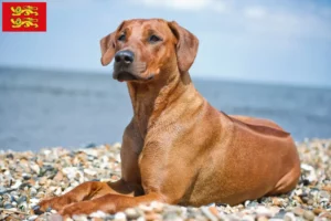 Read more about the article Rhodesian Ridgeback breeders and puppies in Normandy