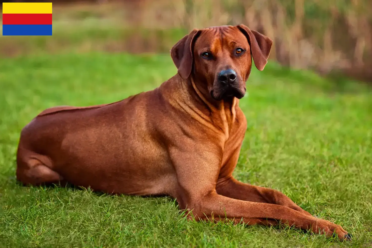 Read more about the article Rhodesian Ridgeback breeders and puppies in North Holland