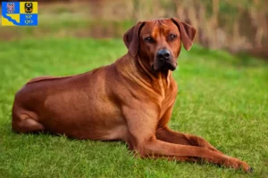 Read more about the article Rhodesian Ridgeback breeder and puppies in Olomouc