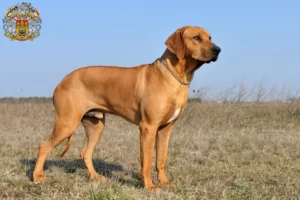 Read more about the article Rhodesian Ridgeback breeders and puppies in Prague