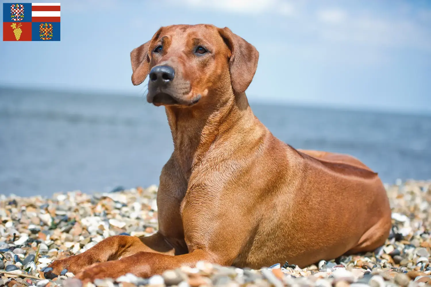 Read more about the article Rhodesian Ridgeback breeders and puppies in South Moravia