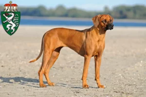 Read more about the article Rhodesian Ridgeback breeders and puppies in Styria