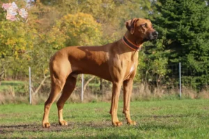 Read more about the article Rhodesian Ridgeback breeders and puppies in Syddanmark