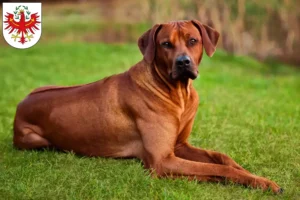 Read more about the article Rhodesian Ridgeback breeders and puppies in Tyrol