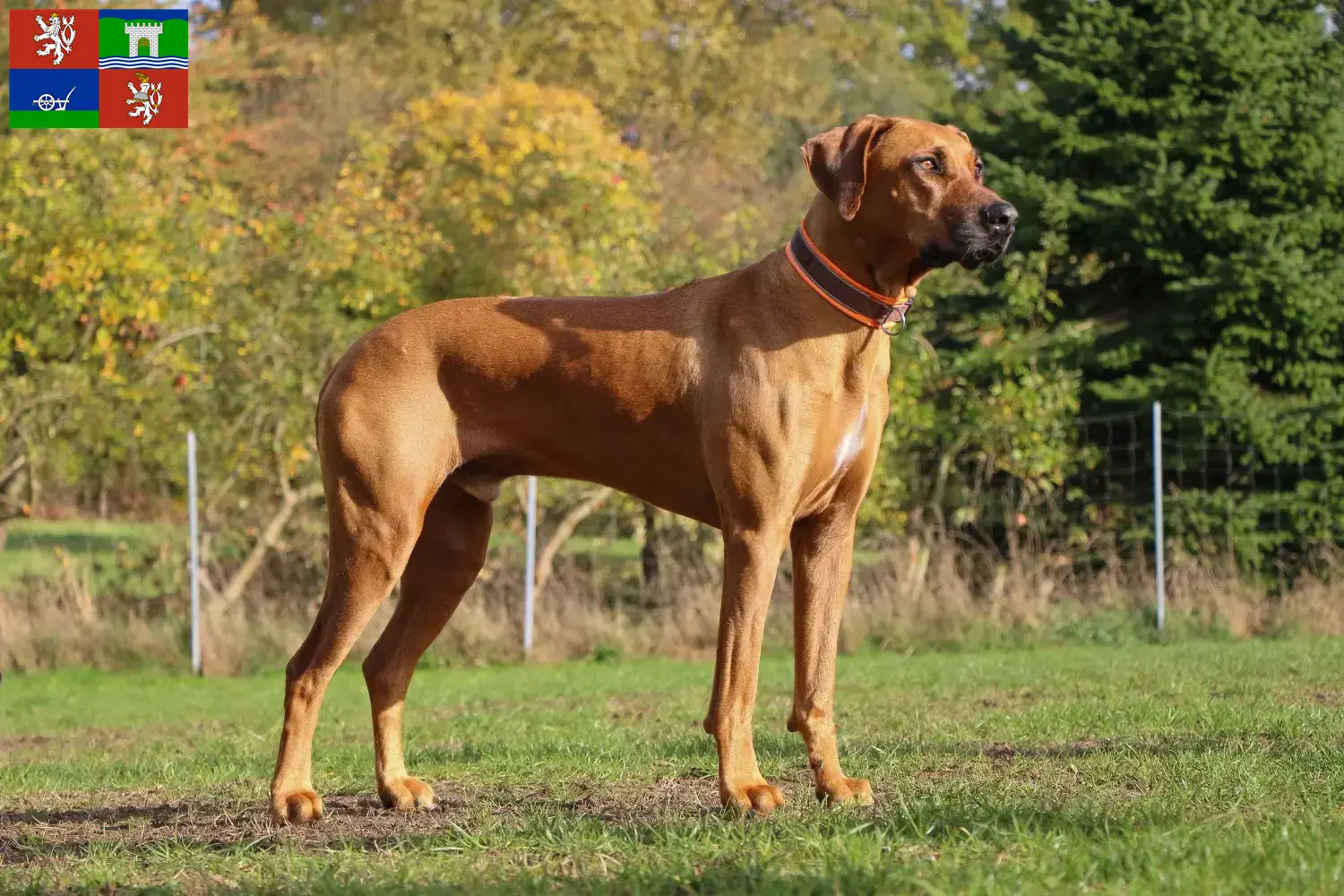 Read more about the article Rhodesian Ridgeback breeders and puppies in Ústí