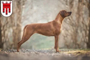 Read more about the article Rhodesian Ridgeback breeders and puppies in Vorarlberg