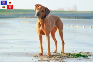 Read more about the article Rhodesian Ridgeback breeder and puppies in Vysočina