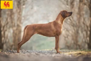 Read more about the article Rhodesian Ridgeback breeders and puppies in Walloon Region