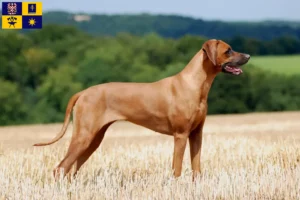 Read more about the article Rhodesian Ridgeback breeders and puppies in Zlín