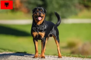 Read more about the article Rottweiler breeders and puppies in Albania