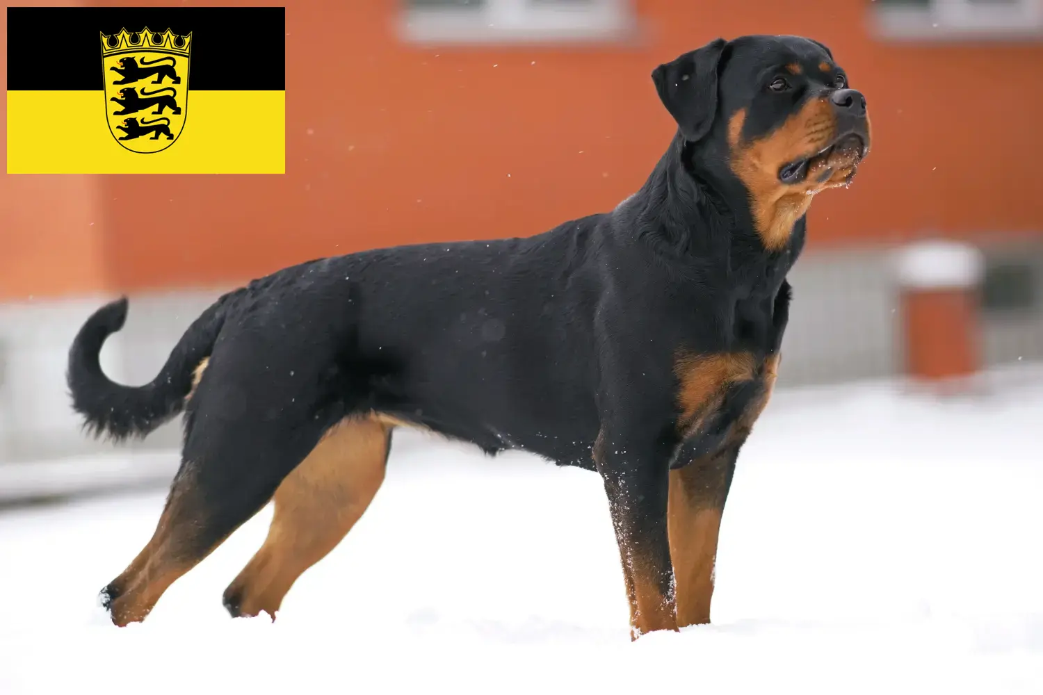 Read more about the article Rottweiler breeders and puppies in Baden-Württemberg