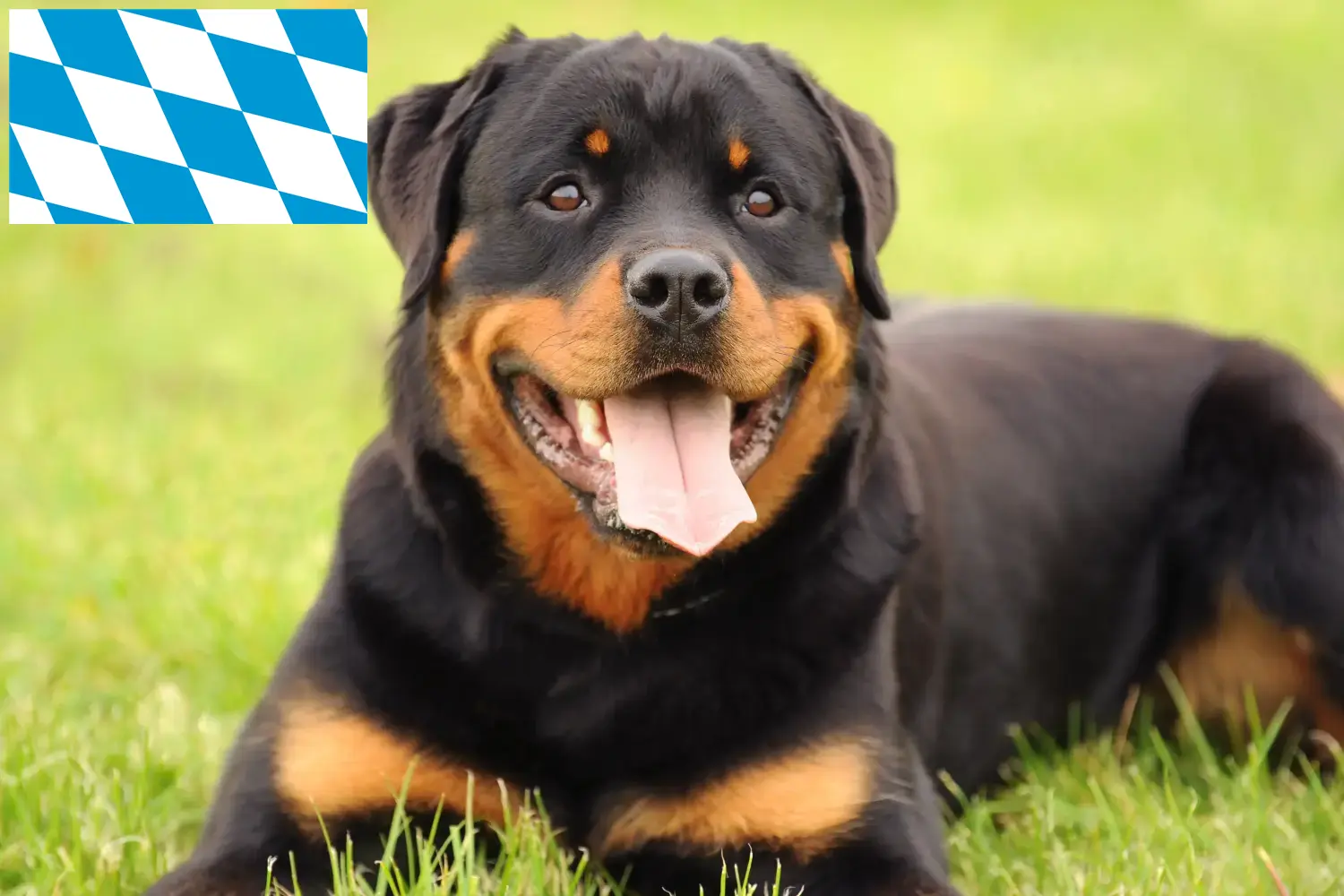 Read more about the article Rottweiler breeders and puppies in Bavaria