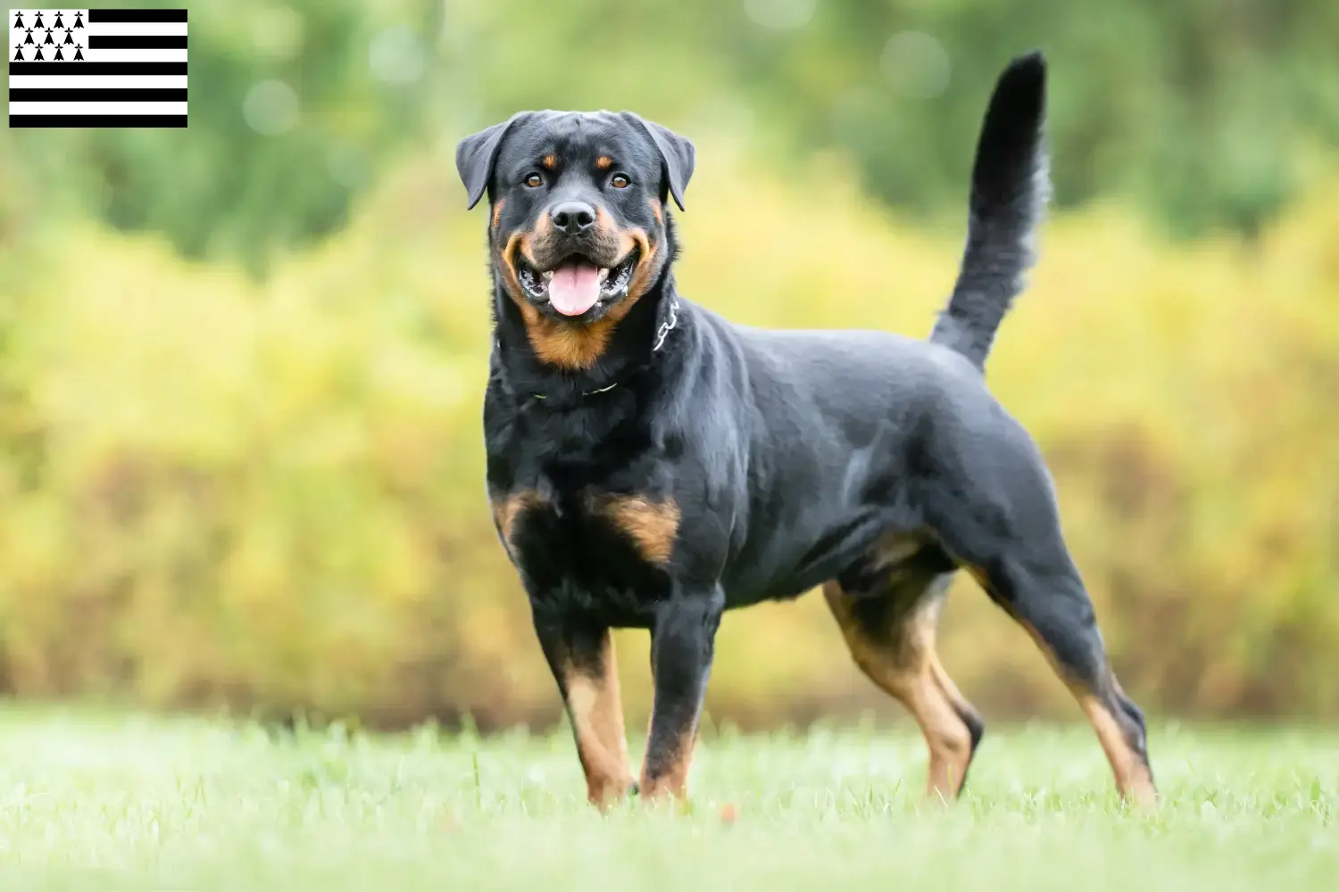 Read more about the article Rottweiler breeders and puppies in Brittany