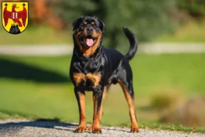 Read more about the article Rottweiler breeders and puppies in Burgenland