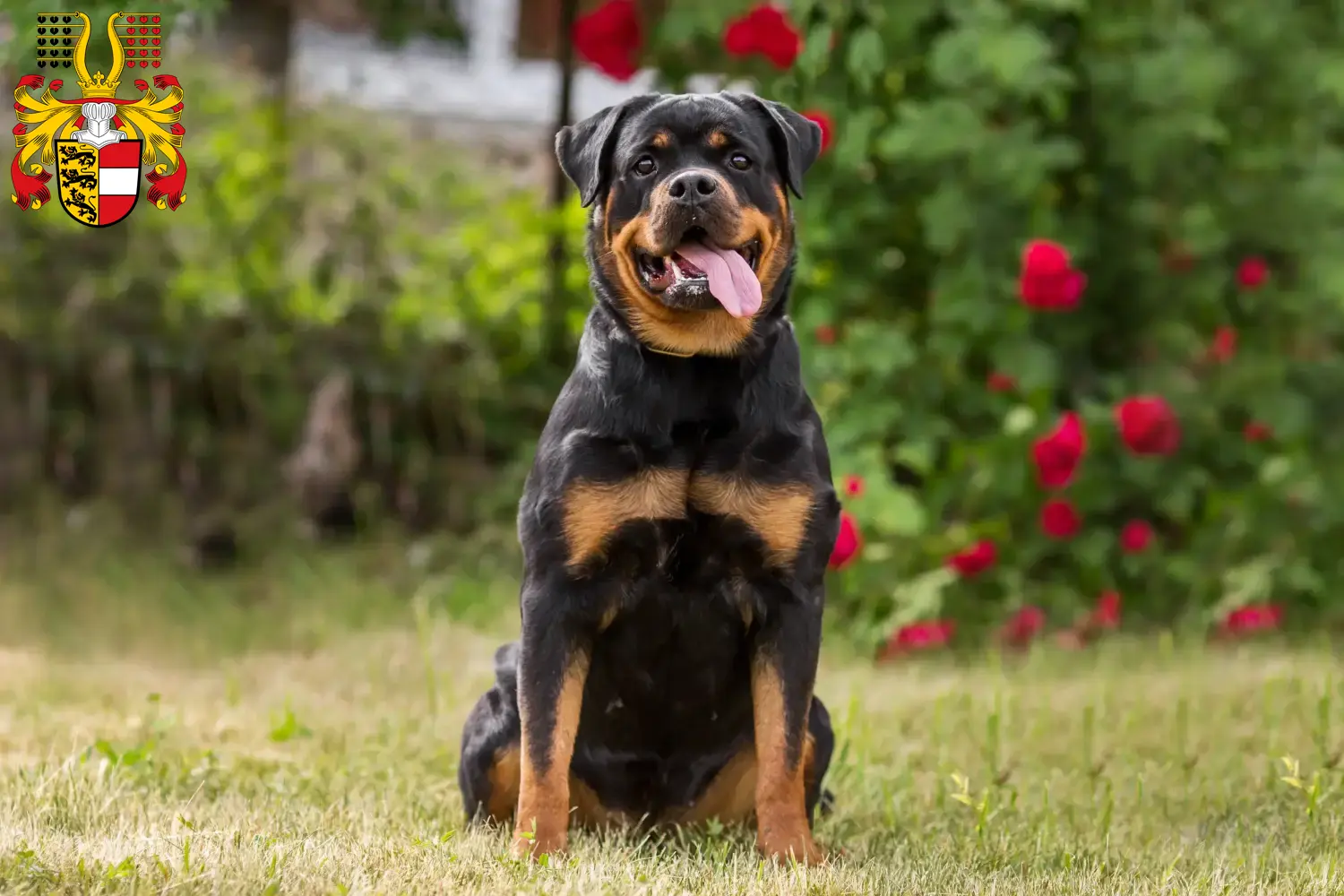 Read more about the article Rottweiler breeders and puppies in Carinthia