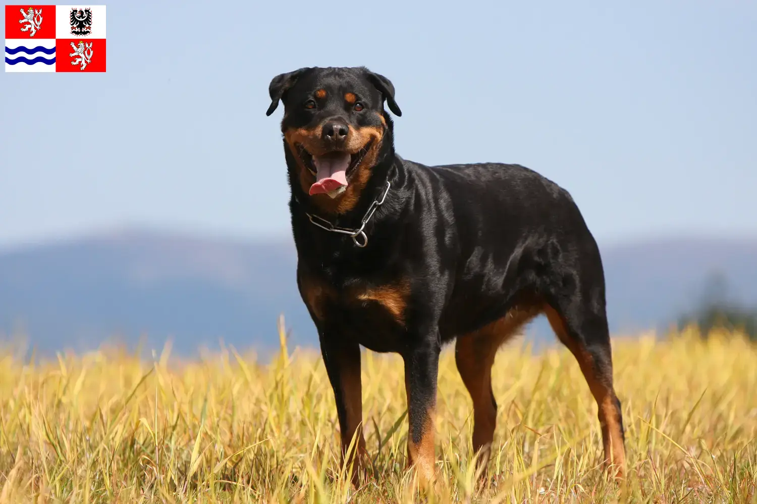 Read more about the article Rottweiler breeders and puppies in Central Bohemia