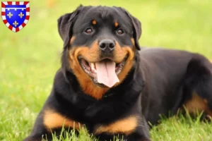 Read more about the article Rottweiler breeders and puppies in Centre-Val de Loire