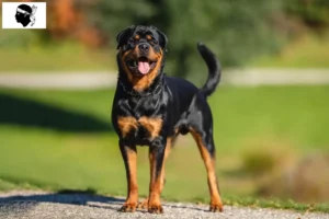 Read more about the article Rottweiler breeders and puppies in Corsica