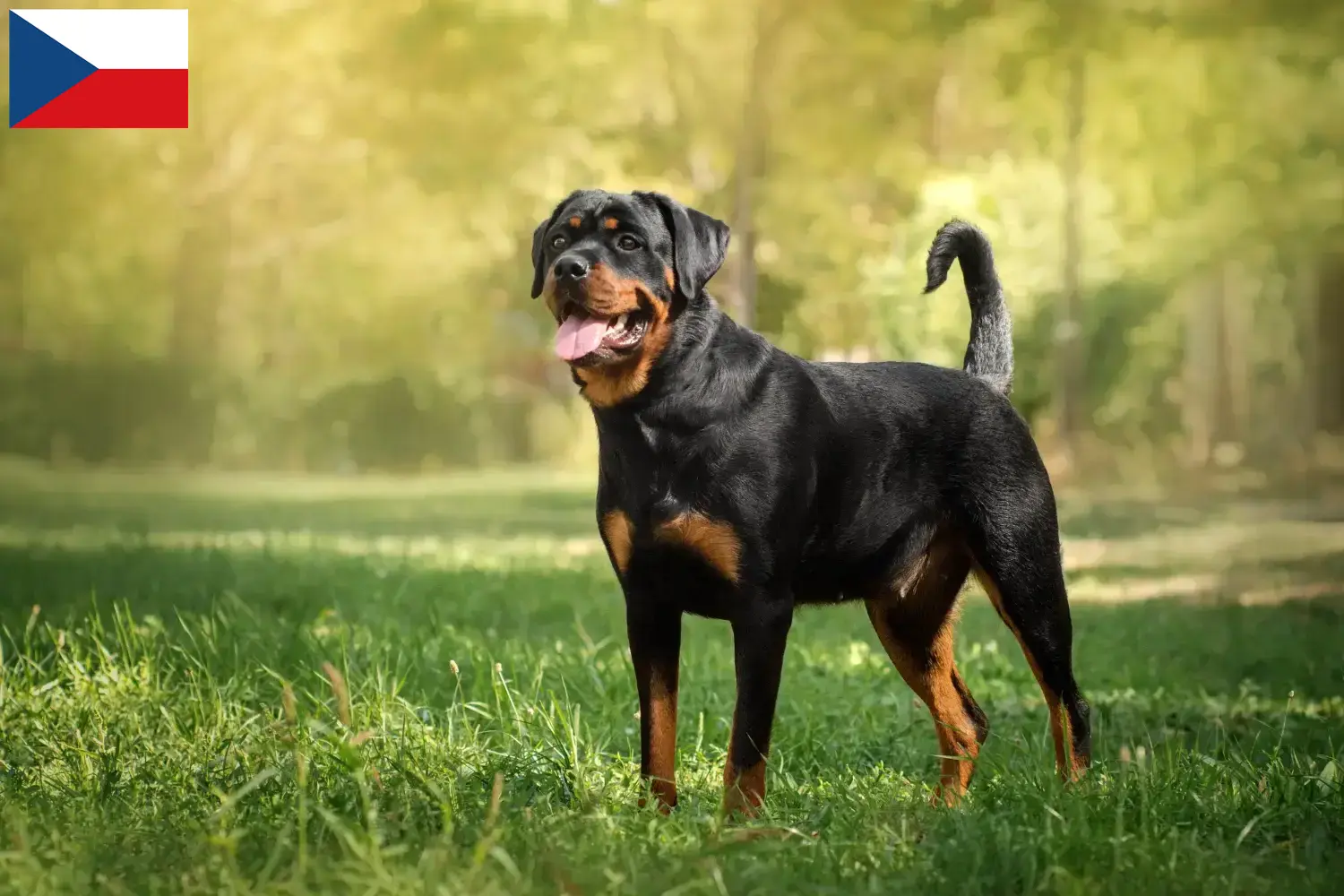 Read more about the article Rottweiler breeders and puppies in the Czech Republic