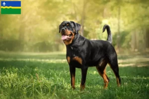 Read more about the article Rottweiler breeders and puppies in Flevoland