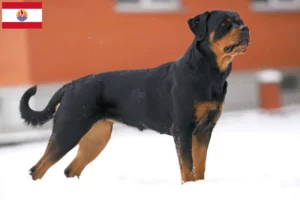 Read more about the article Rottweiler breeders and puppies in French Polynesia