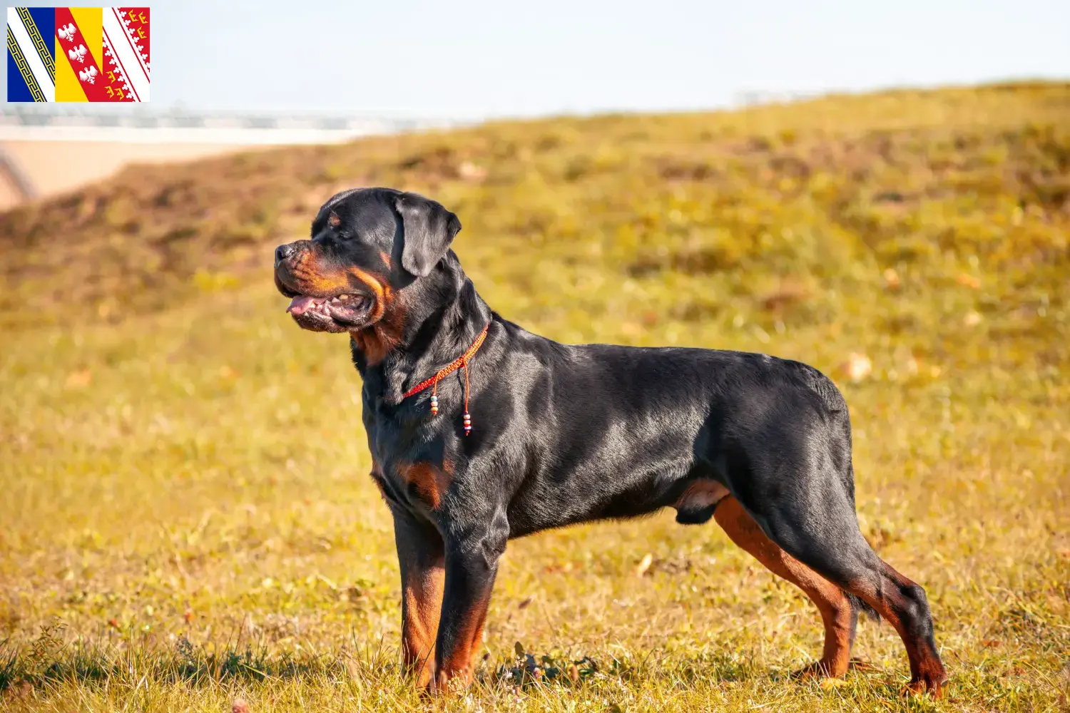 Read more about the article Rottweiler breeders and puppies in Grand Est