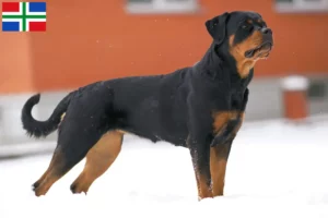 Read more about the article Rottweiler breeders and puppies in Groningen