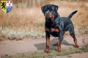 Read more about the article Rottweiler breeders and puppies in Hauts-de-France