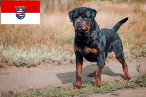 Read more about the article Rottweiler breeders and puppies in Hessen