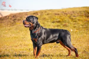 Read more about the article Rottweiler breeders and puppies in Hovedstaden