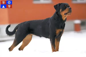 Read more about the article Rottweiler breeders and puppies in Liberec